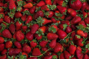 Olgun yerel çilek üretimini yakından çek. Çiftçi tezgahındaki kırmızı böğürtlen yığınını toplayın. Arkaplan, üst görünüm, metin için alanı kopyala. Temiz yeme kavramı.