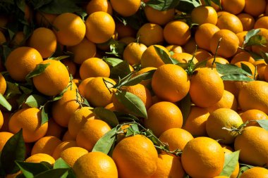 Yerel çiftçi tezgahında güneş ışığının aydınlattığı taze koparılmış portakalların canlı bir gösterisi. Vitaminli narenciye meyvesi. Kapat, boşluğu kopyala, üst görünüm, arkaplan.