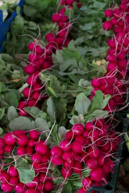 Çiftçi tezgahında taze toplanmış besin yoğunluğu olan turplar. Çiftlikten gelen canlı bir kök sebze gösterisi. Kapat, boşluğu kopyala, üst görünüm, arkaplan.