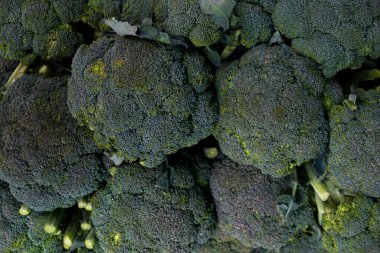 Çiftçi tezgahında yeni toplanmış İtalyan brokolisi. Çiftlikten canlı bir yeşillik gösterisi. Kapat, boşluğu kopyala, üst görünüm, arkaplan.