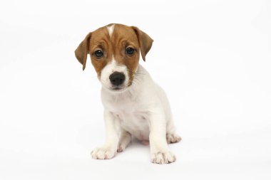 Katlanmış kulakları olan en tatlı Jack Russel Terrier köpeği. Beyaz arka planda izole edilmiş komik kürk lekeleri olan iki aylık minik bir yavru. Kapat, boşluğu kopyala.