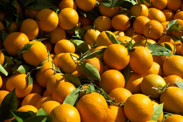 Yerel çiftçi tezgahında güneş ışığının aydınlattığı taze koparılmış portakalların canlı bir gösterisi. Vitaminli narenciye meyvesi. Kapat, boşluğu kopyala, üst görünüm, arkaplan.