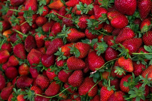 Olgun yerel çilek üretimini yakından çek. Çiftçi tezgahındaki kırmızı böğürtlen yığınını toplayın. Arkaplan, üst görünüm, metin için alanı kopyala. Temiz yeme kavramı.