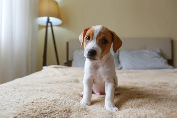 Cucciolo Terrier Jack Russel Dai Capelli Corti Più Adorabile Con — Foto Stock