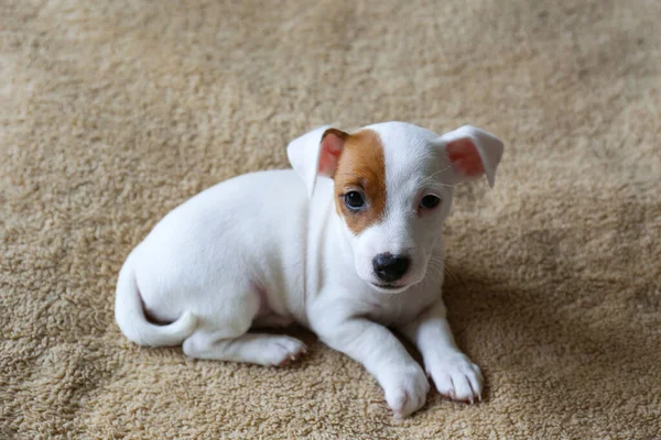 Cachorro Jack Russel Terrier Mais Bonito Cabelos Curtos Com Orelhas — Fotografia de Stock