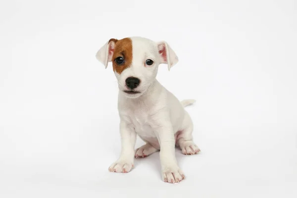 折り畳まれた耳を持つ最も愛らしいジャック ラッセル テリア子犬 面白い毛皮の汚れを持つ小さな2ヶ月の古いカップは 白い背景に隔離された スペースをコピー — ストック写真