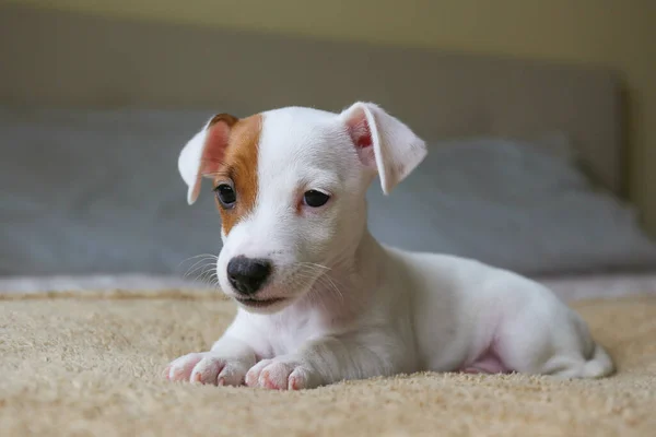最可爱的短发杰克罗素小狗与折叠的耳朵 小的两个月大的小狗 身上有奇怪的毛皮污渍坐在床上 复制空间 — 图库照片