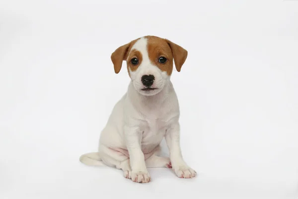 Der Süßeste Jack Russel Terrier Welpe Mit Gefalteten Ohren Winziger — Stockfoto