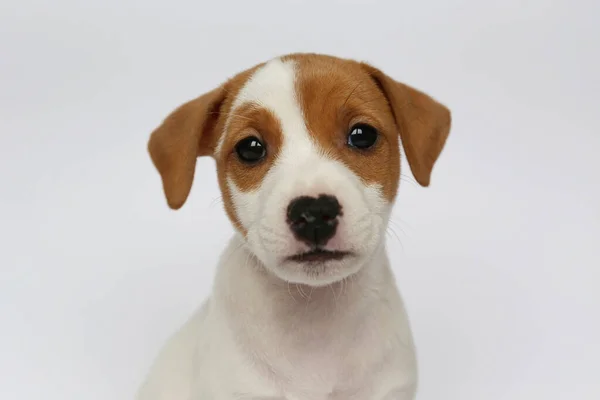 折り畳まれた耳を持つ最も愛らしいジャック ラッセル テリア子犬 面白い毛皮の汚れを持つ小さな2ヶ月の古いカップは 白い背景に隔離された スペースをコピー — ストック写真