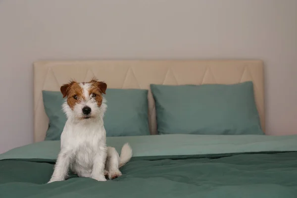 Lindo Alambre Pelo Jack Russel Terrier Cachorro Con Orejas Dobladas — Foto de Stock
