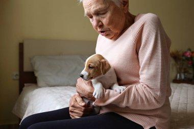Duygusal destek hayvan konsepti. Jack Russell Terrier köpeği seven yaşlı bir kadının portresi. Yaşlı kadın ve evcil hayvanı yatakta oturuyor. Kapat, kopyala boşluk, arkaplan.