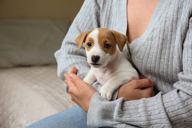 Genç bir kadının kucağında iki aylık şirin bir köpek yavrusu olan Jack Russel 'ın görüntüsü. Sahibi ile komik kürk lekeleri olan küçük sevimli köpek. Kapat, kopyala alanı, izole edilmiş arkaplan.