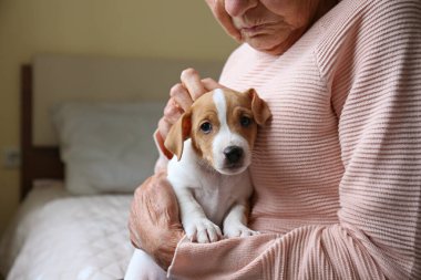 Duygusal destek hayvan konsepti. Jack Russell Terrier köpeği seven yaşlı bir kadının portresi. Yaşlı kadın ve evcil hayvanı yatakta oturuyor. Kapat, kopyala boşluk, arkaplan.