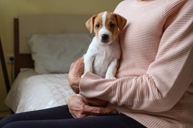 Duygusal destek hayvan konsepti. Jack Russell Terrier köpeği seven yaşlı bir kadının portresi. Yaşlı kadın ve evcil hayvanı yatakta oturuyor. Kapat, kopyala boşluk, arkaplan.