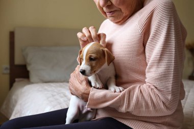 Duygusal destek hayvan konsepti. Jack Russell Terrier köpeği seven yaşlı bir kadının portresi. Yaşlı kadın ve evcil hayvanı yatakta oturuyor. Kapat, kopyala boşluk, arkaplan.