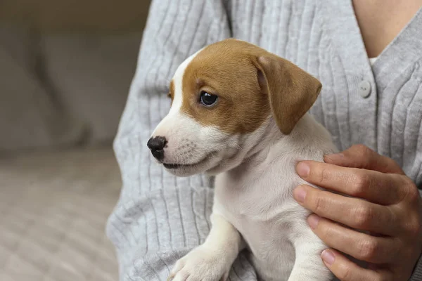 Tiro Cortado Cachorro Jack Russel Terrier Mais Bonito Dois Meses — Fotografia de Stock