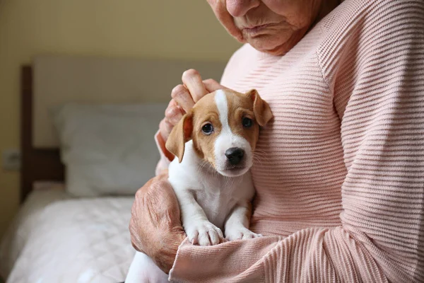 Emotional support animal concept. Portrait of elderly woman petting a little jack russell terrier puppy. Old lady and her pet sitting on the bed. Close up, copy space, background.