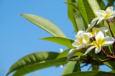 Tropikal bir su tesisatçısı ağacındaki güzel çiçekleri yakından çek. Metin ve arkaplan için boşluk kopyala.