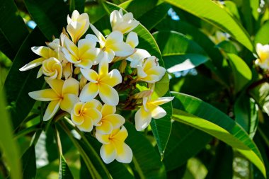Tropikal bir su tesisatçısı ağacındaki güzel çiçekleri yakından çek. Metin ve arkaplan için boşluk kopyala.