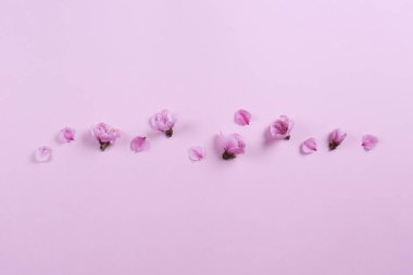 Bir demet pembe sakura çiçeği. Bahar çiçekleriyle taşra kompozisyonu. Kapat, metin, üst görünüm ve arkaplan için boşluk kopyala.