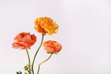 Üç güzel sarı-turuncu ranunculus çiçeğinin minimalist görüntüsü. Pers düğün çiçeğinin taç yaprağı. Üst görünüm, kapat, arkaplan, kopyala alanı, kırpılmış resim.
