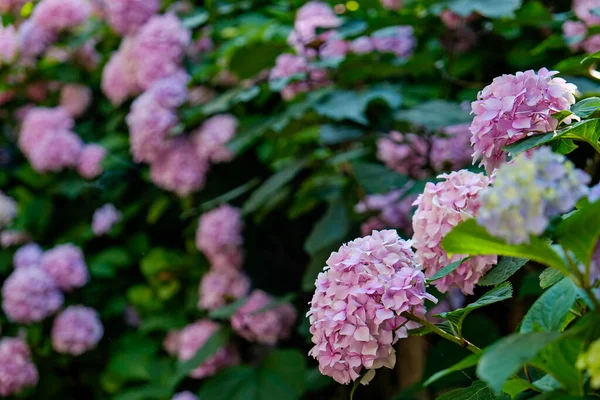 stock image Close up shot of blooming french hydrangea shrub with clusters of flowers. Flowering plant with delicate petals of vibrant colors. Copy space for text, background.