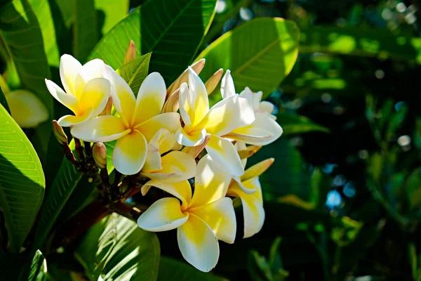 Imagini Aproape Flori Frumoase Copac Plumerie Tropicală Copiați Spațiul Pentru — Fotografie, imagine de stoc