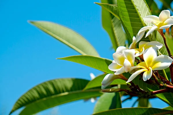 Zamknij Ujęcie Pięknych Kwiatów Tropikalnym Drzewie Śliwkowym Kopiuj Miejsce Tekst — Zdjęcie stockowe