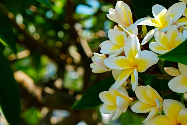 Gros Plan Belles Fleurs Sur Plumeria Tropical Espace Copie Pour — Photo