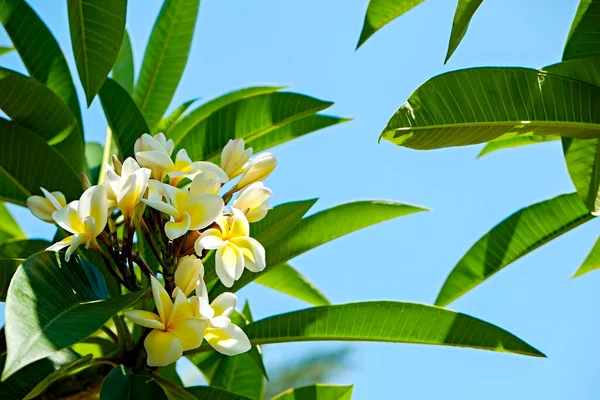 Feche Tiro Belas Flores Uma Árvore Plumeria Tropical Espaço Cópia — Fotografia de Stock