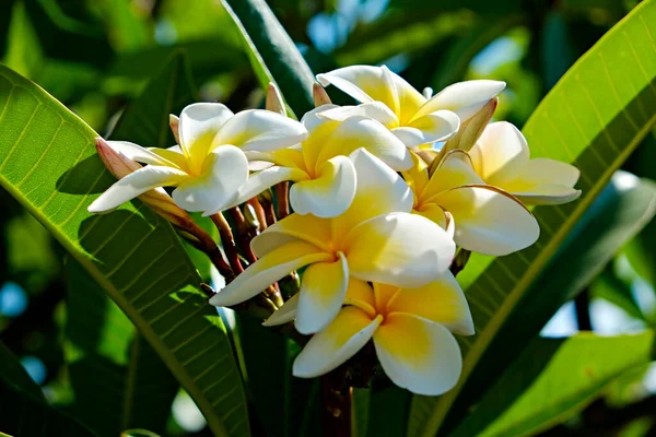 Közelkép Gyönyörű Virágokról Egy Trópusi Plumeria Fán Másolás Helyet Szöveg — Stock Fotó