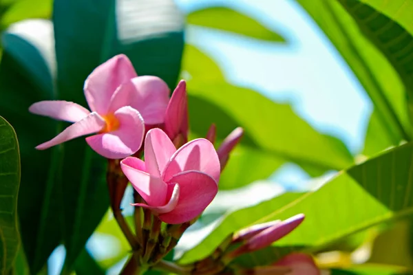 Zamknij Ujęcie Pięknych Kwiatów Tropikalnym Drzewie Śliwkowym Kopiuj Miejsce Tekst — Zdjęcie stockowe
