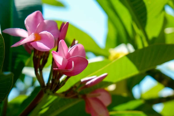 Primer Plano Hermosas Flores Árbol Plumería Tropical Copiar Espacio Para —  Fotos de Stock