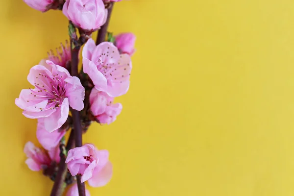 黄色の背景に白いピンク色の花がたくさんある1つの開花枝 春の花と素朴な組成 テキストのコピースペース 上のビュー — ストック写真