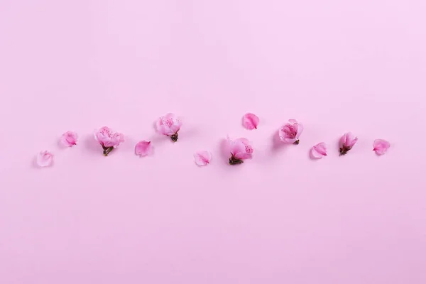 Bando Flores Sakura Rosa Composição Rústica Com Flores Primavera Fechar — Fotografia de Stock