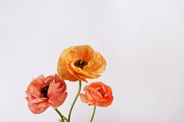 Minimalistic image of three beautiful yellow-orange ranunculus flowers. Petal structure of a persian buttercups. Top view, close up, background, copy space, cropped image.