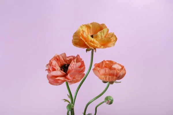 Minimalistic image of three beautiful yellow-orange ranunculus flowers. Petal structure of a persian buttercups. Top view, close up, background, copy space, cropped image.