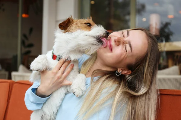 Cabelo Fio Jack Russell Terrier Lambendo Uma Bochecha Sua Mulher — Fotografia de Stock
