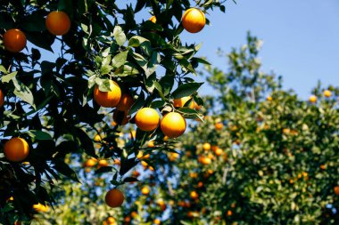 Yerel üretim çiftliğindeki ağaç dallarına asılmış birden fazla organik portakalın yakın çekimi. Güneşli bir günde, doğal bir ışıkta güzel bir narenciye tarlası. Kapat, kopyala boşluk, arkaplan.
