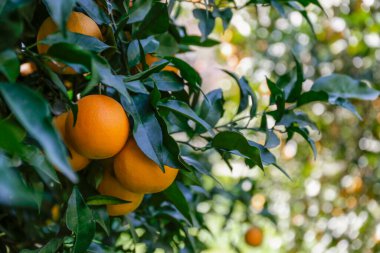 Yerel üretim çiftliğindeki ağaç dallarına asılmış birden fazla organik portakalın yakın çekimi. Güneşli bir günde, doğal bir ışıkta güzel bir narenciye tarlası. Kapat, kopyala boşluk, arkaplan.