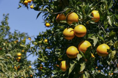 Yerel üretim çiftliğindeki ağaç dallarına asılmış birden fazla organik portakalın yakın çekimi. Güneşli bir günde, doğal bir ışıkta güzel bir narenciye tarlası. Kapat, kopyala boşluk, arkaplan.