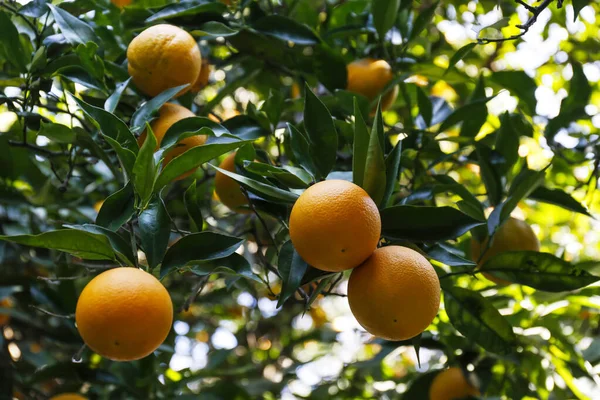 stock image Close up shot of multiple organic oranges hanging on tree branches in local produce farm. Beautiful citrus fruit plantation in a natural light on a sunny day. Close up, copy space, background.