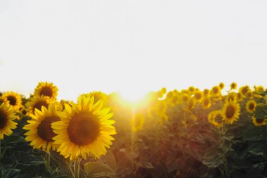 Gün batımında tarlada açan sarı ayçiçeğinin makro çekimi. Sembolik yüksek renkli görüntü. Kapat, metin için boşluk kopyala.