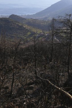 Büyük yangınlardan sonra. Yangın, ekolojik bir felaketten sonra ormanın kömürleşmiş kalıntılarında yaralı ağaçlar bıraktı. Metin ve arkaplan için boşluk kopyala.