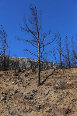 Büyük yangınlardan sonra. Yangın, ekolojik bir felaketten sonra ormanın kömürleşmiş kalıntılarında yaralı ağaçlar bıraktı. Metin ve arkaplan için boşluk kopyala.