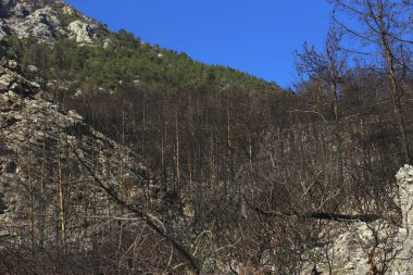 Büyük yangınlardan sonra. Yangın, ekolojik bir felaketten sonra ormanın kömürleşmiş kalıntılarında yaralı ağaçlar bıraktı. Metin ve arkaplan için boşluk kopyala.