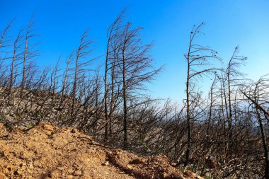 Büyük yangınlardan sonra. Yangın, ekolojik bir felaketten sonra ormanın kömürleşmiş kalıntılarında yaralı ağaçlar bıraktı. Metin ve arkaplan için boşluk kopyala.