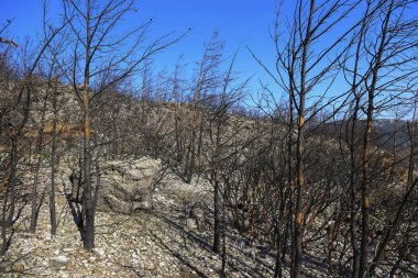Büyük yangınlardan sonra. Yangın, ekolojik bir felaketten sonra ormanın kömürleşmiş kalıntılarında yaralı ağaçlar bıraktı. Metin ve arkaplan için boşluk kopyala.