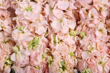 Güzel pembe bir Matthiola buketi. Görünür taç yaprağı. Parlak çiçek tomurcukları. Üst görünüm, kapat, boşluğu kopyala, kırpılmış resim.