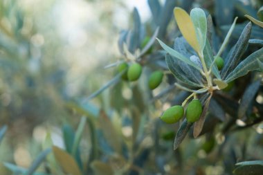 Ağaç dalında yetişen yeşil zeytinlerin yakın plan çekimi. Metin ve arkaplan için boşluk kopyala.